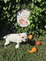 Cap (Captain Jack), a male Olde English Bulldogge for sale in Knoxville, TN – Photo 3 of 3