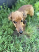 Duke, a male Miniature Dachshund for sale in Knoxville, TN – 4 of 5