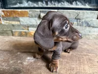 Honey, a female Miniature Dachshund for sale in Knoxville, TN – Photo 1 of 2