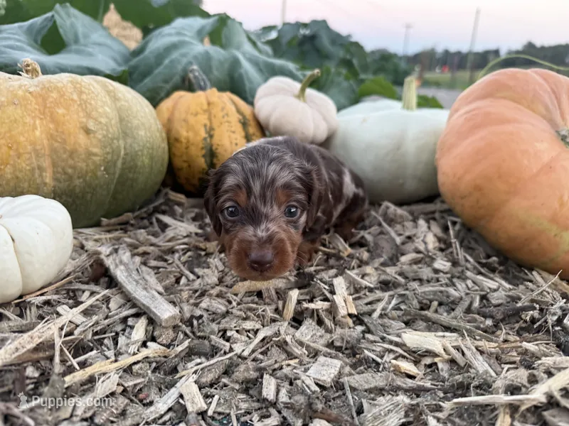 Weston – Miniature Dachshund puppy for sale in Knoxville, TN