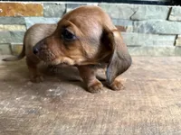 Chorizo, a male Miniature Dachshund for sale in Knoxville, TN – Photo 2 of 2