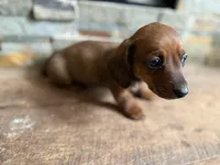 Chorizo, a male Miniature Dachshund for sale in Knoxville, TN – Photo 1 of 2