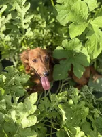 Duke, a male Miniature Dachshund for sale in Knoxville, TN – 6 of 9