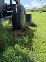 Duke, a male Miniature Dachshund for sale in Knoxville, TN – 5 of 5