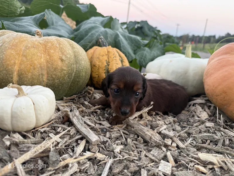 Dallas – Miniature Dachshund puppy for sale in Knoxville, TN