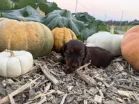 Dallas, a female Miniature Dachshund for sale in Knoxville, TN – 1 of 1