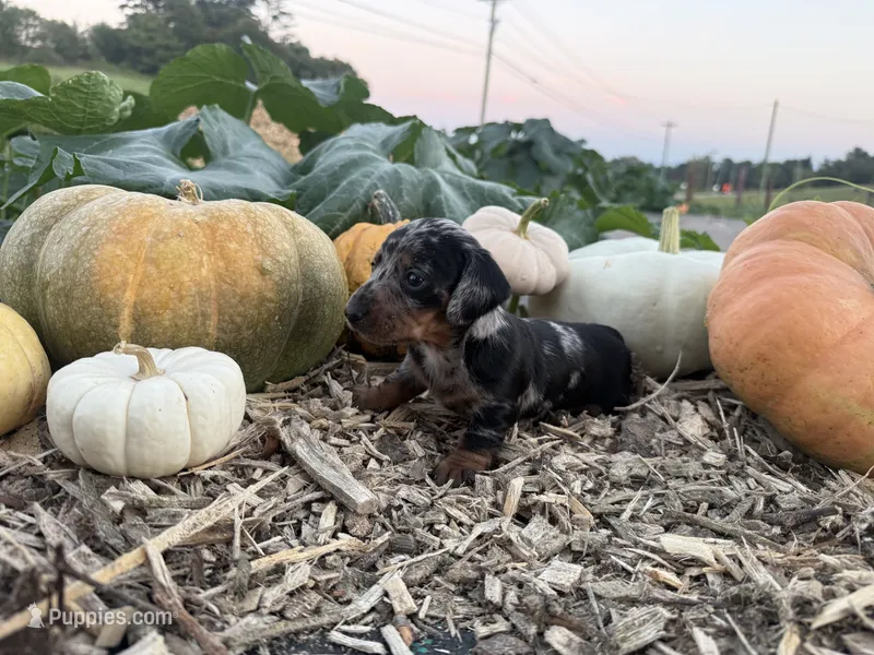 Bailey – Miniature Dachshund puppy for sale in Knoxville, TN