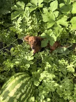 Duke, a male Miniature Dachshund for sale in Knoxville, TN – 8 of 9