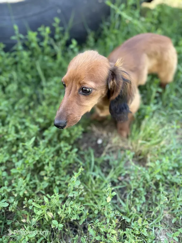 Duke – Miniature Dachshund puppy for sale in Knoxville, TN