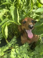 Duke, a male Miniature Dachshund for sale in Knoxville, TN – 3 of 9