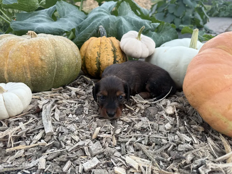 Murphy  – Miniature Dachshund puppy for sale in Knoxville, TN
