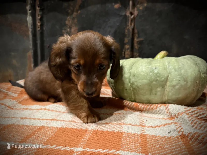 Dallas – Miniature Dachshund puppy for sale in Knoxville, TN