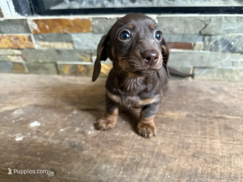 Clay, a male Miniature Dachshund for sale in Knoxville, TN – Photo 1 of 2