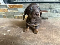 Clay, a male Miniature Dachshund for sale in Knoxville, TN – Photo 1 of 2