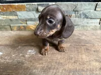 Clay, a male Miniature Dachshund for sale in Knoxville, TN – Photo 2 of 2
