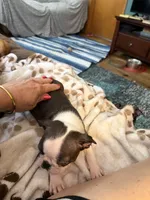 Daisy, a female Boston Terrier for sale in Zeeland, MI – 2 of 3
