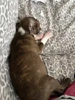 Jasmine, a female Boston Terrier for sale in Zeeland, MI – 2 of 4