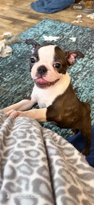 Daisy – Boston Terrier puppy for sale in Zeeland, MI