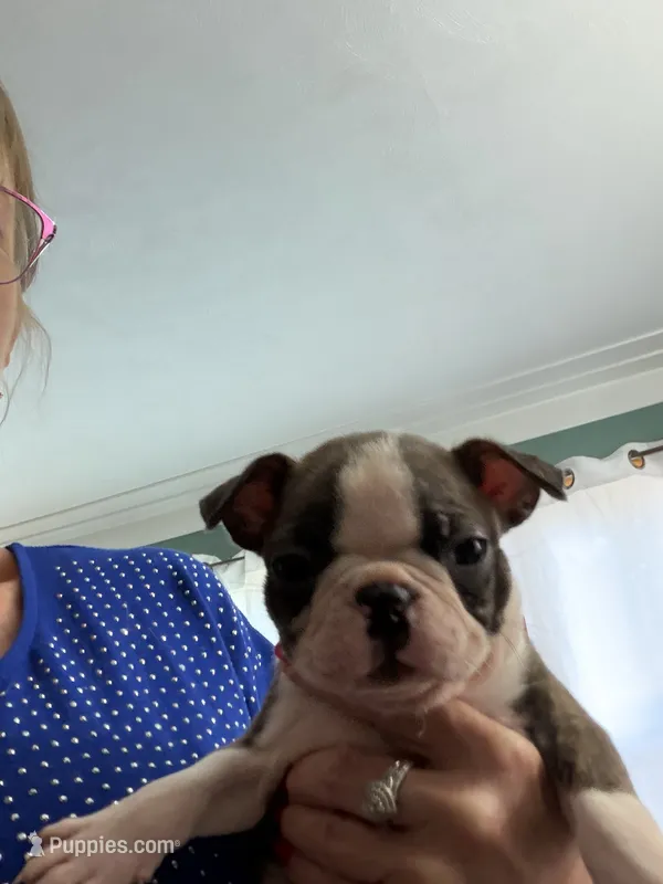 Ace – Boston Terrier puppy for sale in Zeeland, MI