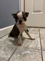 Daisy, a female Boston Terrier for sale in Zeeland, MI – 9 of 10