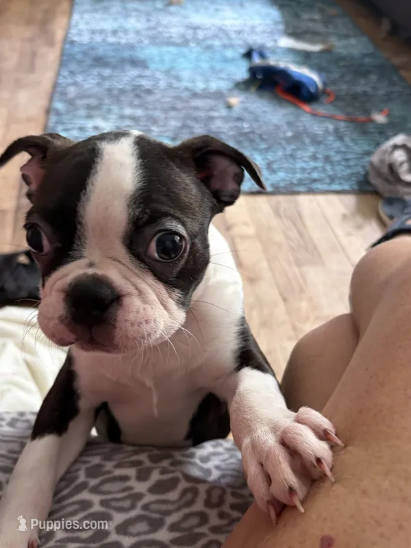 Bolt – Boston Terrier puppy for sale in Zeeland, MI
