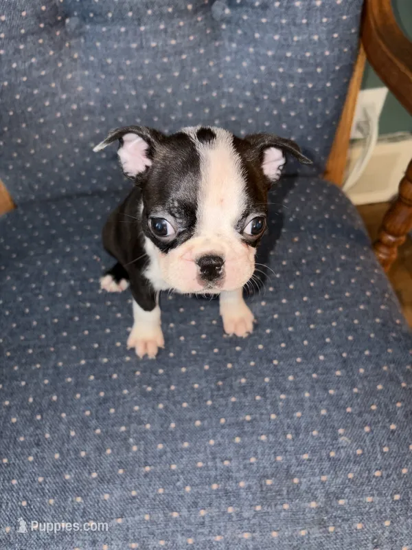 Bolt – Boston Terrier puppy for sale in Zeeland, MI