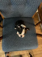 Bolt, a male Boston Terrier for sale in Zeeland, MI – 2 of 2