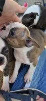 Max, a male Boston Terrier for sale in Zeeland, MI – 3 of 5