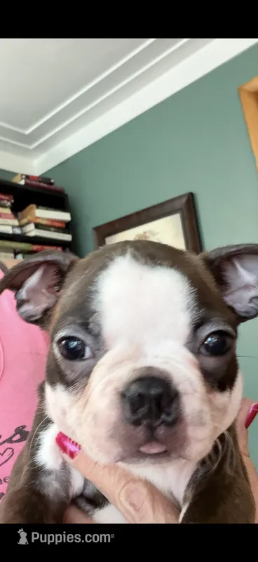 Dash – Boston Terrier puppy for sale in Zeeland, MI