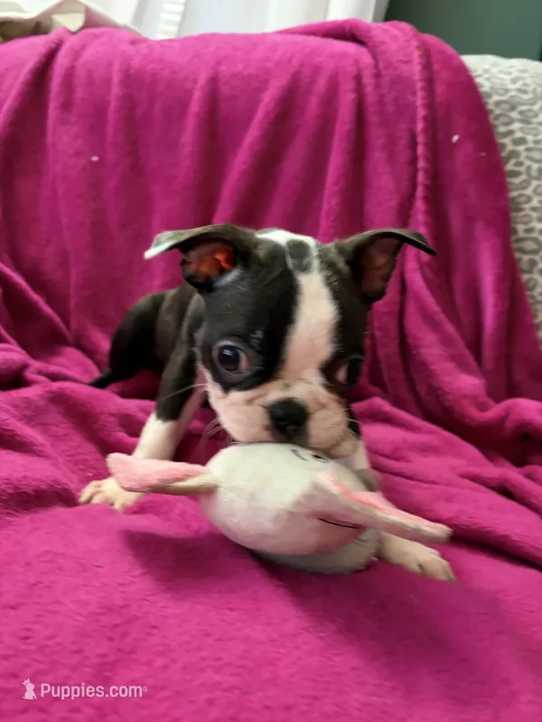 Bolt – Boston Terrier puppy for sale in Zeeland, MI