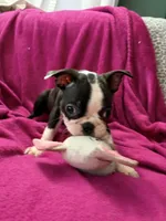 Bolt, a male Boston Terrier for sale in Zeeland, MI – 2 of 7
