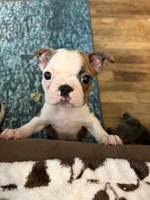 Max, a male Boston Terrier for sale in Zeeland, MI – 2 of 5