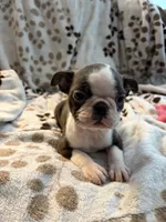 Chloe, a female Boston Terrier for sale in Zeeland, MI – 2 of 3