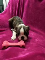 Biscuit, a male Boston Terrier for sale in Zeeland, MI – Photo 1 of 4