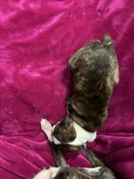 Biscuit, a male Boston Terrier for sale in Zeeland, MI – Photo 3 of 4