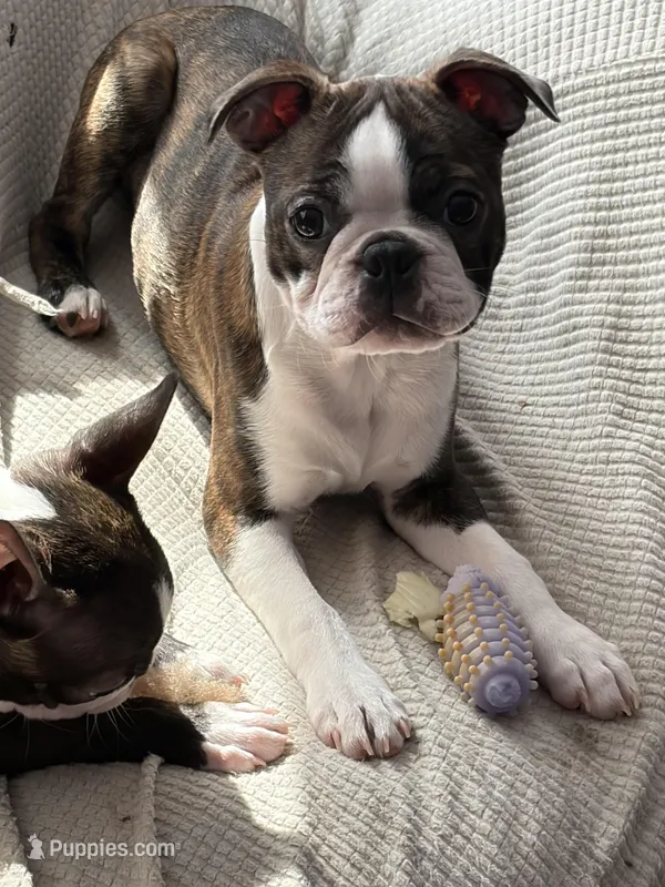 Biscuit – Boston Terrier puppy for sale in Zeeland, MI