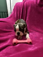 Biscuit, a male Boston Terrier for sale in Zeeland, MI – Photo 2 of 4