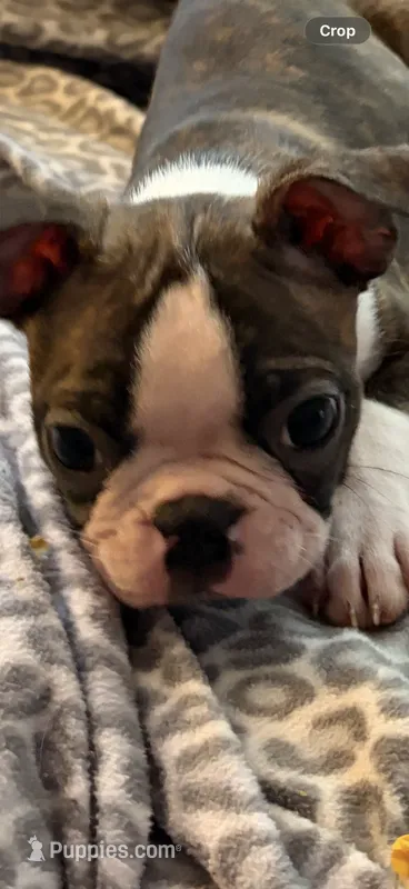 Chloe – Boston Terrier puppy for sale in Zeeland, MI