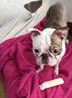 Max, a male Boston Terrier for sale in Zeeland, MI – 4 of 5