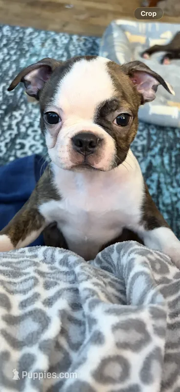 Ace – Boston Terrier puppy for sale in Zeeland, MI