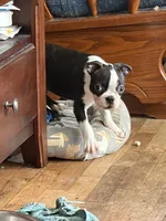 Bolt, a male Boston Terrier for sale in Zeeland, MI – 5 of 7