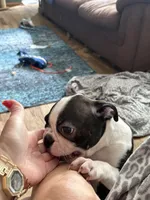 Bolt, a male Boston Terrier for sale in Zeeland, MI – 6 of 7