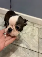 Daisy, a female Boston Terrier for sale in Zeeland, MI – 8 of 10