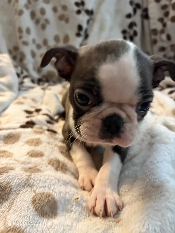 Chloe – Boston Terrier puppy for sale in Zeeland, MI
