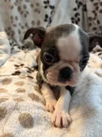 Chloe, a female Boston Terrier for sale in Zeeland, MI – 1 of 3
