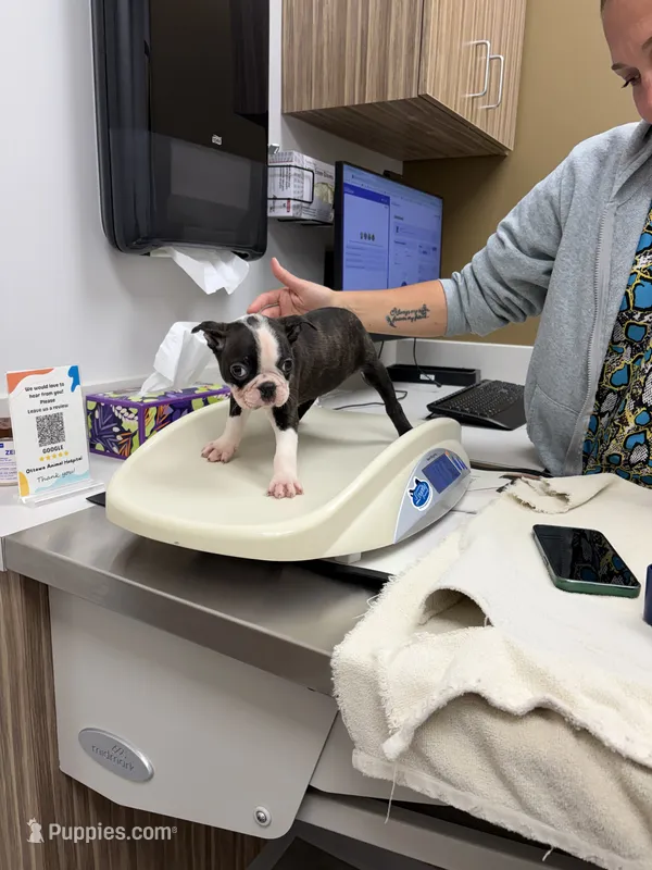 Bolt – Boston Terrier puppy for sale in Zeeland, MI