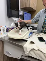 Bolt, a male Boston Terrier for sale in Zeeland, MI – 3 of 7