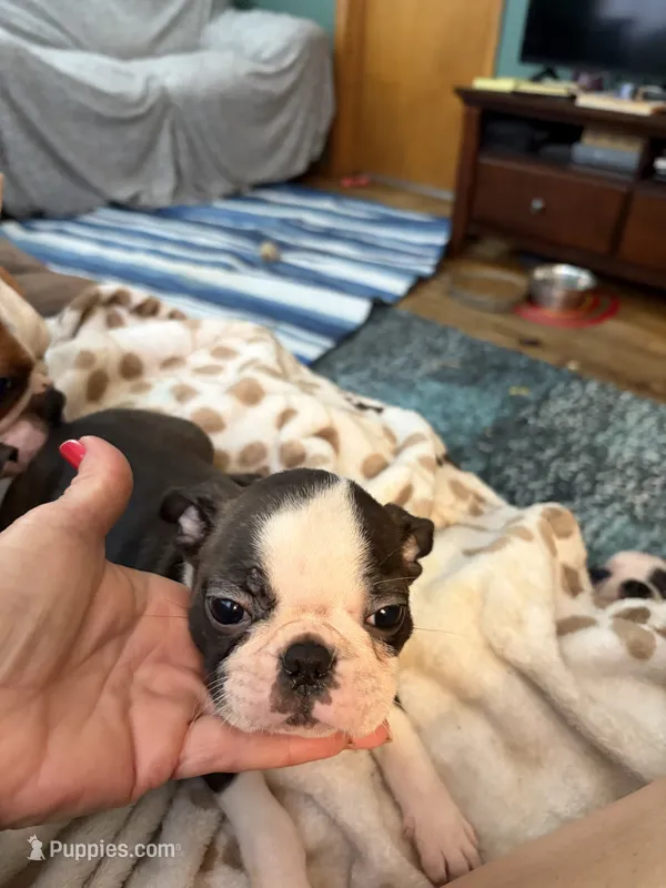 Daisy – Boston Terrier puppy for sale in Zeeland, MI