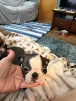 Daisy, a female Boston Terrier for sale in Zeeland, MI – 1 of 3
