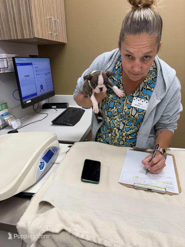 Chloe – Boston Terrier puppy for sale in Zeeland, MI